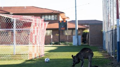 كنغر يقف حارس مرمى بدوري السيدات الأسترالي لكرة القدم (فيديو وصور)