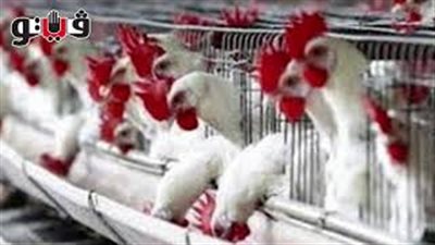 «الثروة الداجنة» تحذر المربين من التقلبات الجوية (صوت)