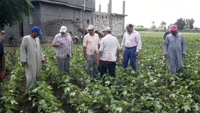 علاج 17 ألفا و87 فدان قطن من الأمراض بالبحيرة (صور)