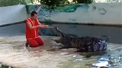 بالفيديو والصور.. تمساح يطبق على رأس حارسه في تايلاند