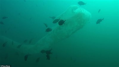 مخلوق غريب يفاجئ غواصا أسفل مياه نيوزيلندا (فيديو وصور)