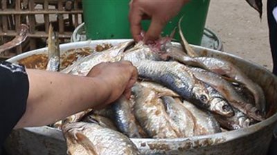 «القاهرة»: حملات على محال الفسيخ والرنجة استعدادا لشم النسيم