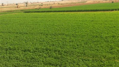 طرح 88 ألف فدان أمام المستثمرين وشباب الوادي الجديد