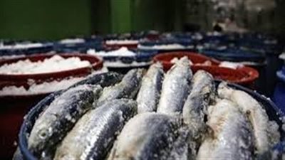 إعدام 30 طنا من الأسماك وأجزاء الدواجن الفاسدة بالبحيرة