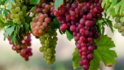 العنب يحتوي على مركبات طبيعية تعمل على مكافحة سرطان الرئة