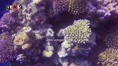 غواصون يرصدون ضجيجا مخيفا داخل قاع البحر الأحمر  (فيديو)