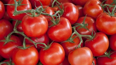 محسن الفيومي: انخفاض أسعار الطماطم بعد أول مايو