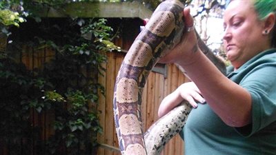 بالفيديو والصور.. سيدة تعثر على ثعبان ضخم ببريطانيا