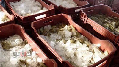 بالفيديو.. أول إنتاج لأكبر مزارع الجمبري بشرق قناة السويس