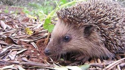 القنافذ مهددة بالانقراض في بريطانيا