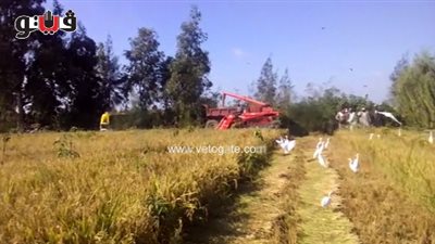 بالفيديو.. أول تجربة لحصاد نوع من «الأرز» يوفر في المياه بكفر الشيخ