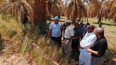 محافظ الوادي الجديد: طرح أرض بئر الصحاري بالداخلة للإيجار