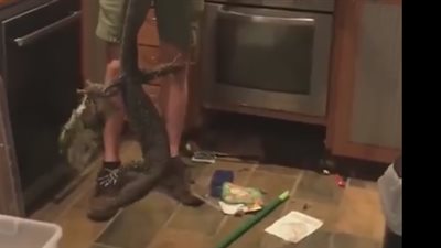 بالفيديو.. سحلية ضخمة تسكن داخل مطبخ تثير الهلع