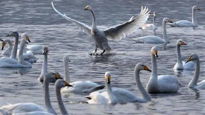 رومانيا تضم أكبر مستعمرة للبجع الأبيض في أوروبا