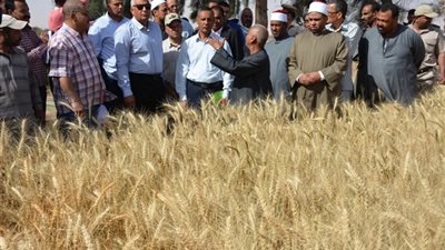 انتهاء موسم القمح بالوادي الجديد وتوريد 253 ألف طن