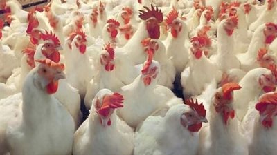 كيلو الدواجن الحية يسجل 26 جنيها وكرتونة البيض بـ39 في الأسواق