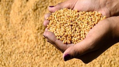 «التموين»: وزارة الزراعة المسئولة عن استيراد قمح «الإرجوت»