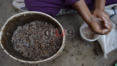 «سيدات الجمبري».. حكاية «نساء شكشوك» مع «دهب البحر» (معايشة)