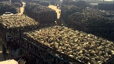 خطوات تصنيع «سكر البنجر» في موسم التوريد الجديد