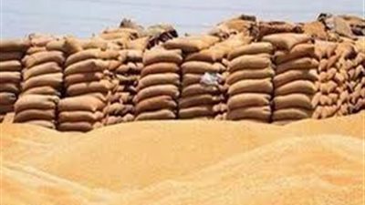 علي عيسى: استيراد قمح خال من الإرجوت يكلف الدولة 700 مليون دولار