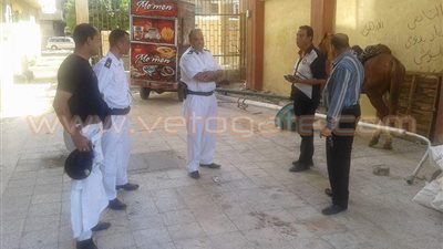 بالصور.. التحفظ على أحد الخيول وتروسيكل بحملة على شاطئ بورسعيد