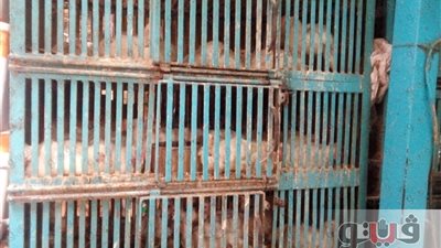 بالصور.. تباين أسعار الدواجن بسوق العتبة و«البلدي» بـ 41 جنيها