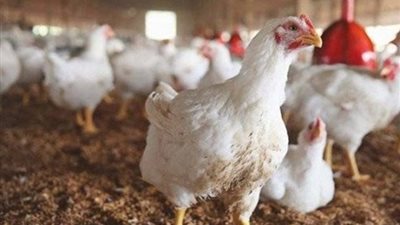 أسباب مطالب تأجيل قانون منع تداول الدواجن الحية