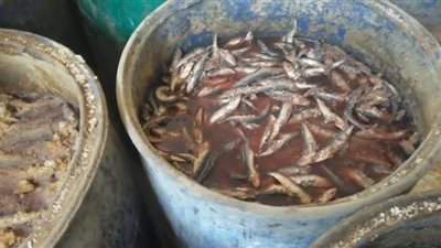 ضبط 25 طن أسماك مملحة ورنجة فاسدة قبل بيعها في شم النسيم