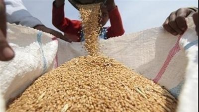 طن القمح يسجل 2733 جنيهًا بالدقهلية.. اليوم