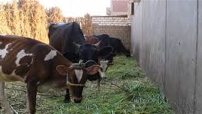 ضبط 3 عناصر إجرامية لسرقتهم حظيرة ماشية بالشرقية وإصابة مالكها بطلق ناري