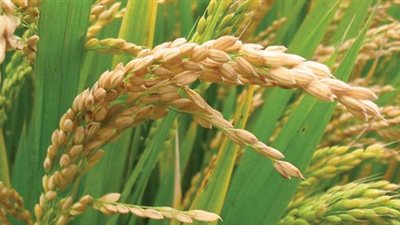 «زراعة بورسعيد»: حققنا الاكتفاء الذاتي من محصول الأرز