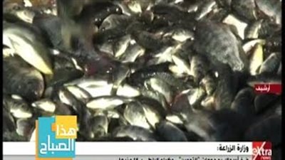 بالفيديو.. «الزراعة»: ضخ 400 طن أسماك يوميا حتى يصل البلطي لـ16 جنيها
