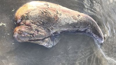 العثور على مخلوق مجهول على شواطئ أستراليا (صورة)