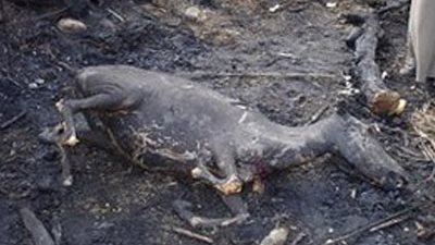 حريق يلتهم حظيرة 