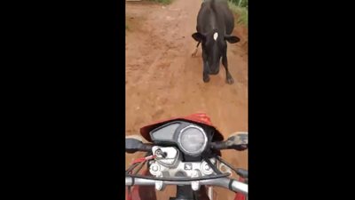 ثور ضخم يهاجم راكب دراجة نارية (فيديو)