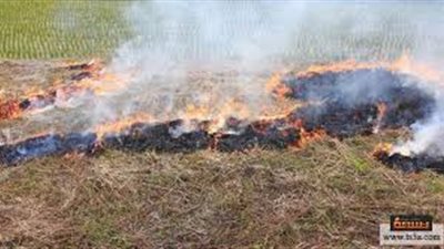 البيئة: تحرير 80 محضر حرق قش أرز في الدقهلية