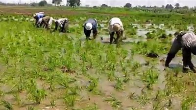 زراعة 40 ألفا و600 فدان أرز في الغربية الموسم المقبل