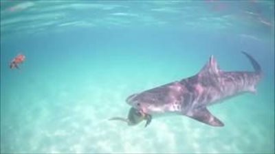 لحظة التهام سمكة قرش سلحفاة (فيديو)