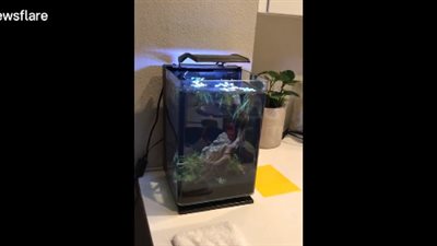 شاب يرصد أثر زلزال كاليفورنيا على منزله (فيديو)