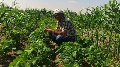 الإرشاد الزراعي: الانتهاء من زراعة 3 حقول إرشادية لفول الصويا