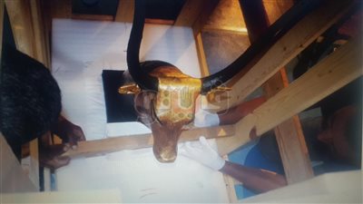 تفاصيل نقل آثار توت عنخ آمون من الأقصر إلى المتحف المصري الكبير (صور)