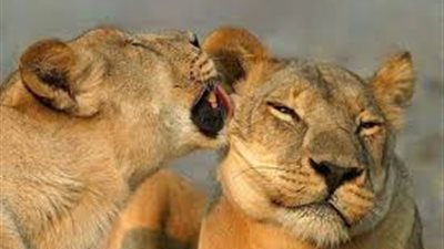 روز اليوسف تستعرض الحب في حديقة الحيوان