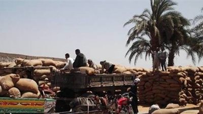 شون وصوامع المنيا تستقبل 327 ألف طن قمح منذ بدء موسم الحصاد