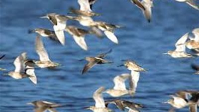 البيئة: الطيور المهاجرة غير حاملة لأية أمراض