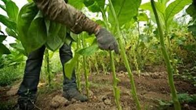 «تجار السجائر»: أصحاب المصالح وراء منع زراعة التبغ في مصر