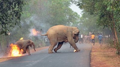 بالصور.. رجال يشعلون النيران في أنثى فيل وصغيرها