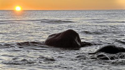 بالفيديو.. لقطات مرعبة لانتحار جماعي لمجموعة من الأسماك