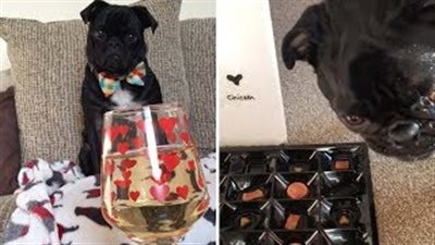 امرأة تحتفل بعيد الحب مع كلبها: «بنعمل كل حاجة مع بعض» (فيديو)