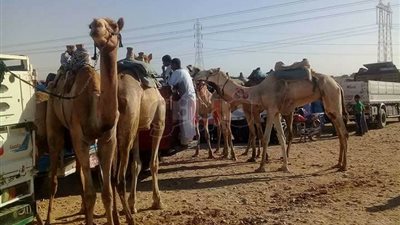 البلح واللبن.. طعام الجمل المشارك في سباق الهجن بالأقصر (صور)