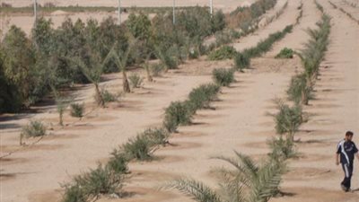 الإسكان تحذر المواطنين من تنفيذ أعمال بناء على أراضي الحزام الأخضر